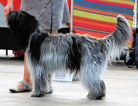 Шапендоес, шапендус, или голландская овчарка, фото породы собак фотография
