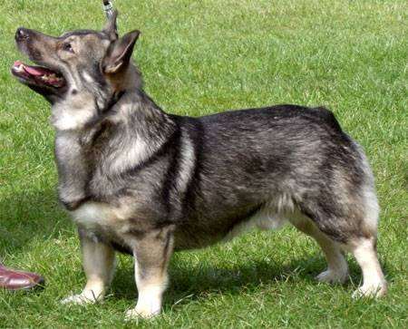 Шведский вальхунд, фото породы собак фотография
