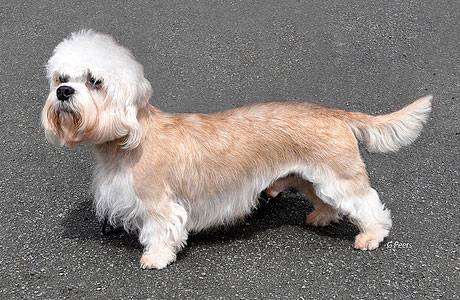 Денди-динмонт-терьер, фото породы собак фотография