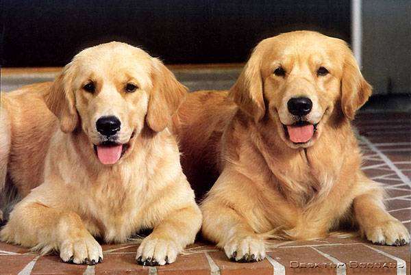 Золотистый ретривер, голден ретривер, фото породы собак фотография