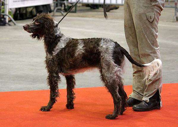Эпаньоль Понт Одемер, фото, фотография породы собак