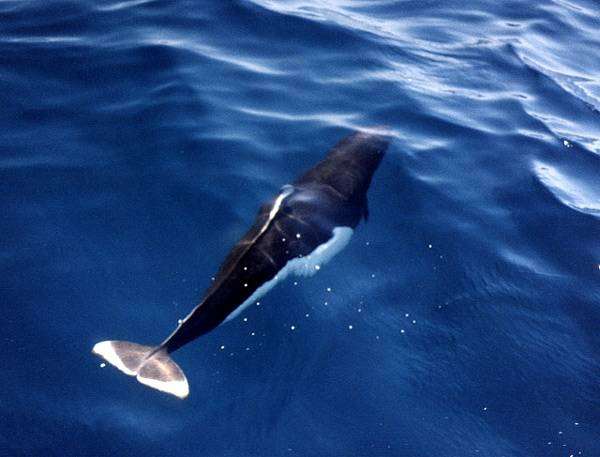 Белокрылая морская свинья, морская свинья Далля (Phocoenoides dalli), фото новости о животных фотография киты