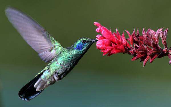 Крошечный колибри (Colibri thalassinus), фото новости о животных фотография птицы