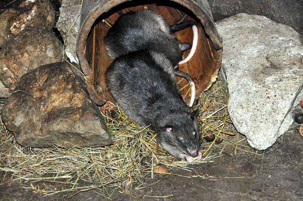 Гамбийская сумчатая крыса (Cricetomys gambianus), фото новости о животных фотография грызуны