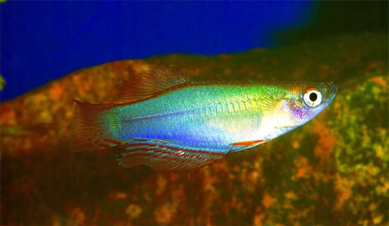 Прокатопус нототениа, или красноплавничный (Procatopus nototaenia), фото фотография аквариумные рыбки