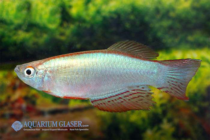 Прокатопус нототениа, или красноплавничный (Procatopus nototaenia), фото фотография аквариумные рыбки