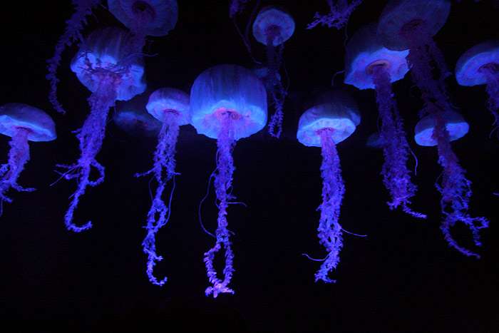 Медузы, фото фотография беспозвоночные животные