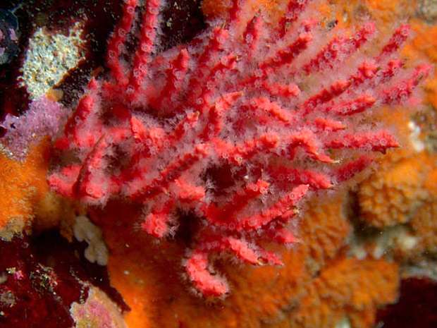 Огненно-красный коралл (Psammogorgia hookeri), фото фотография беспозвоночные морские животные