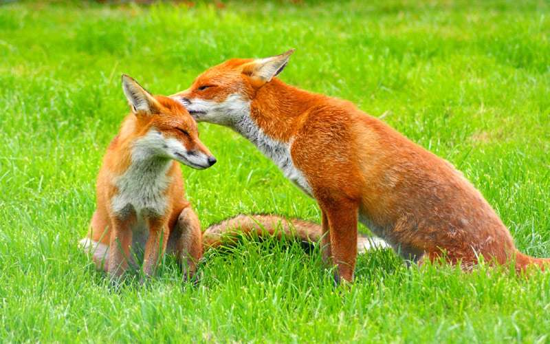 Рыжие лисицы, фото фотография хищные звери