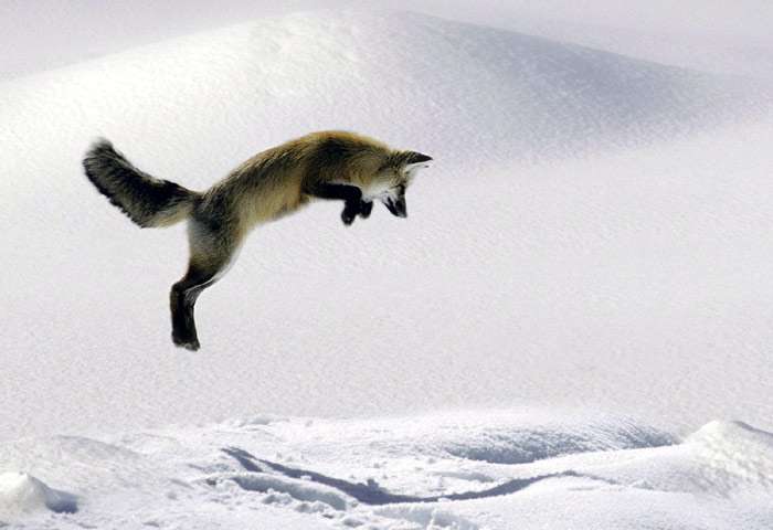Мышкующая лисица (лиса), фото фотография хищные звери