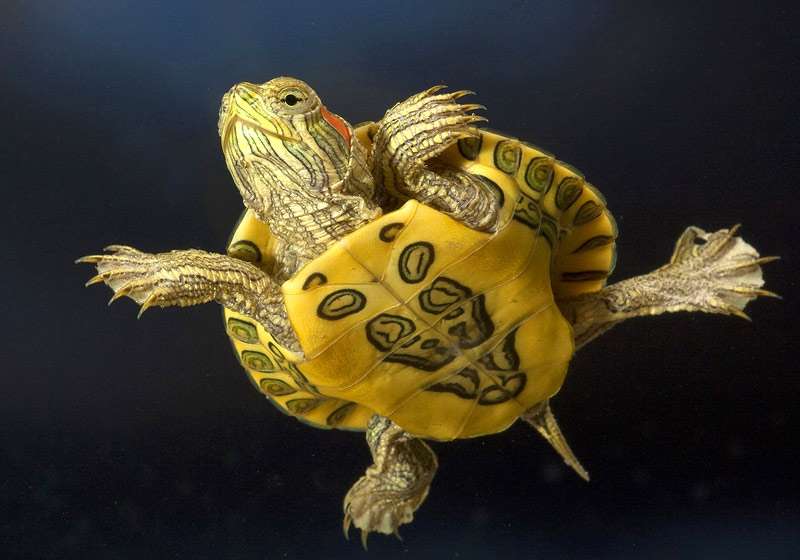 Красноухая черепаха (Trachemys scripta), фото фотография рептилии