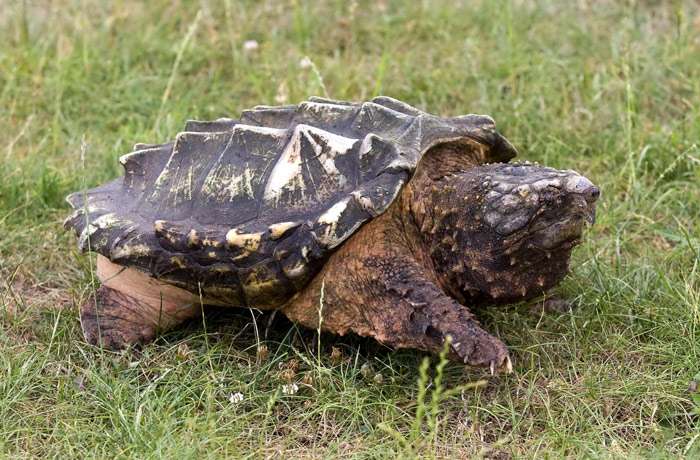 Каймановая черепаха, или кусающаяся черепаха (Chelydra serpentina), фото фотография рептилии