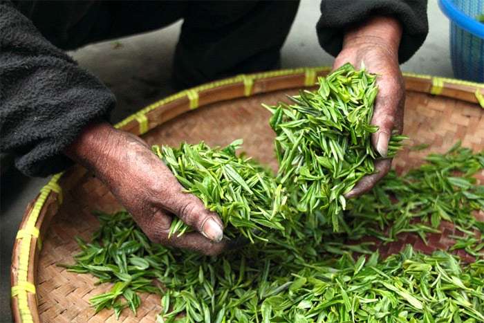 Чайные листья, чай, фото фотография растения
