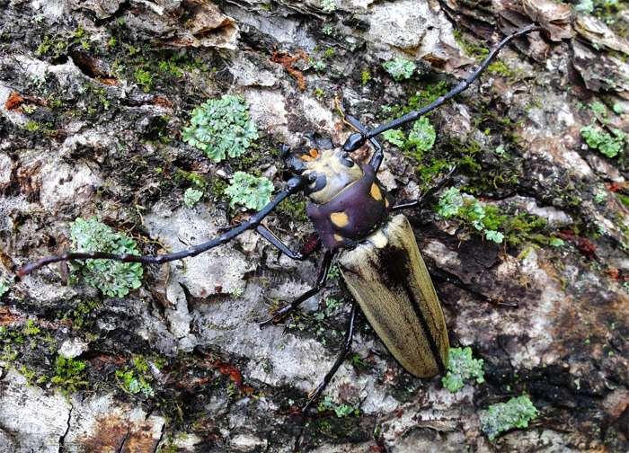 Уссурийский реликтовый дровосек (Callipogon relictus), фото фотография насекомые