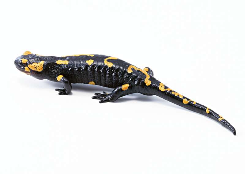 Огненная саламандра (Salamandra salamandra), фото фотография 