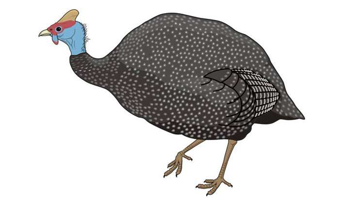 Цесарка, картинка рисунок, сказки о птицах животных для детей
