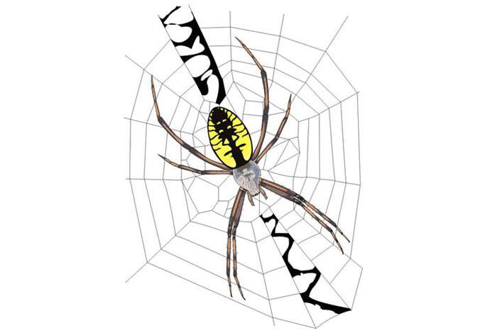 Паук и паутина, рисунок картинка, сказки о насекомых животных для детей