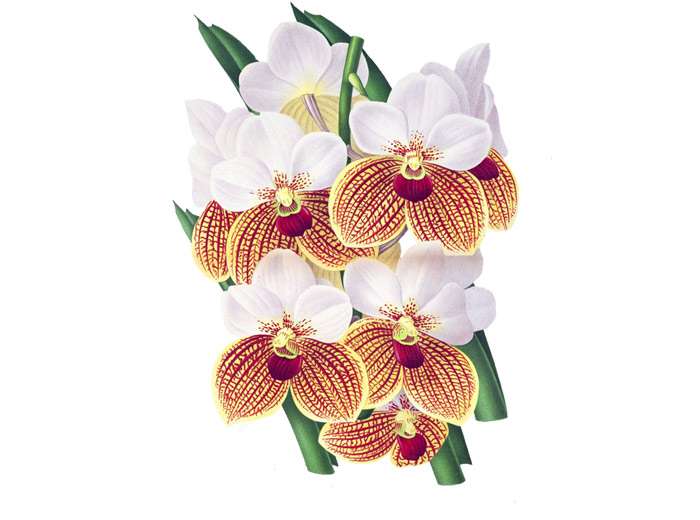 Орхидея эванте Сандера (Euanthe sanderiana), рисунок картинка