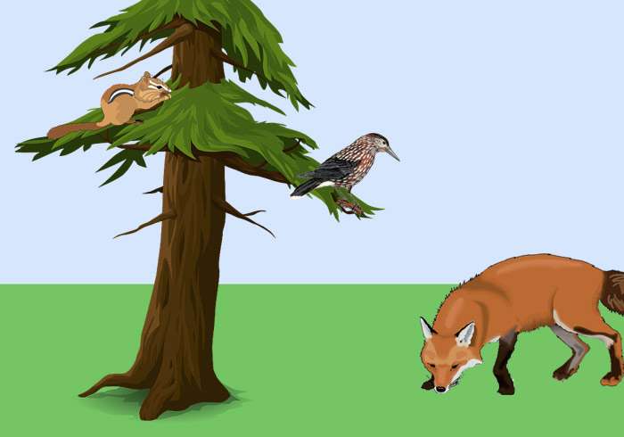 Кедровка, бурундук и лисица, рисунок картинка клипарт