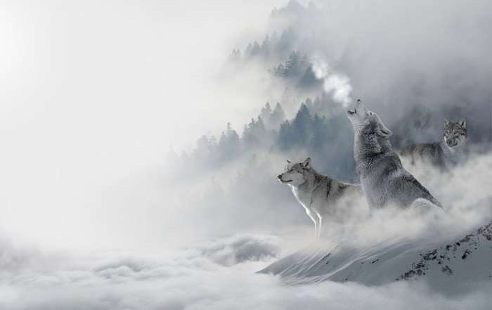 Стая волков в тумане, рисунок картинка 