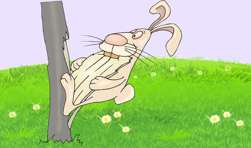 Кролик грызет кору, рисунок картинка легенды сказки о животных