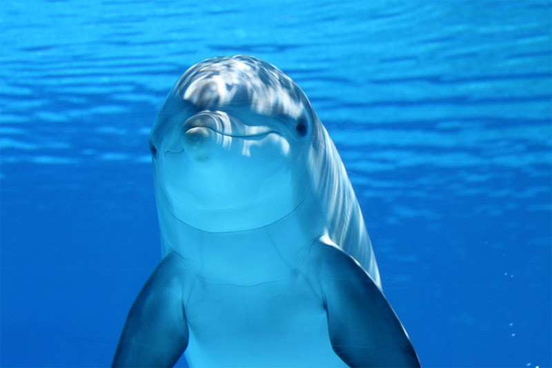 Улыбающийся дельфин, фото фотография морские млекопитающие