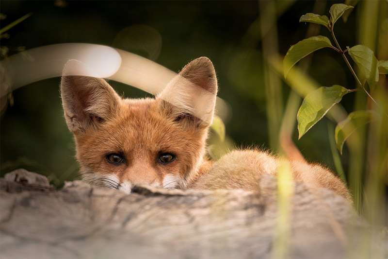 Рыжая лиса (лисица), фото фотография хищные животные