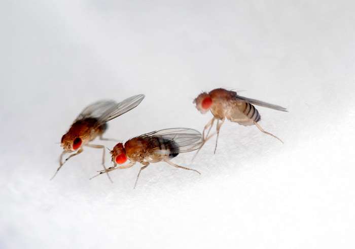 Дрозофилы, или уксусные мошки (Drosophila melanogaster), фото фотография насекомые