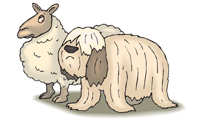 Овца и бобтейл, смешная картинка рисунок