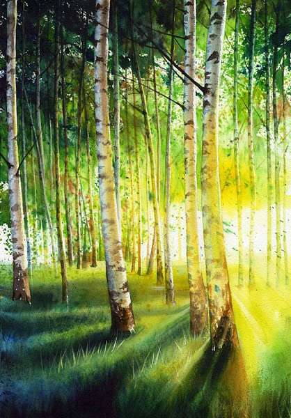 Березовый лес, рисунок картинка иллюстрация