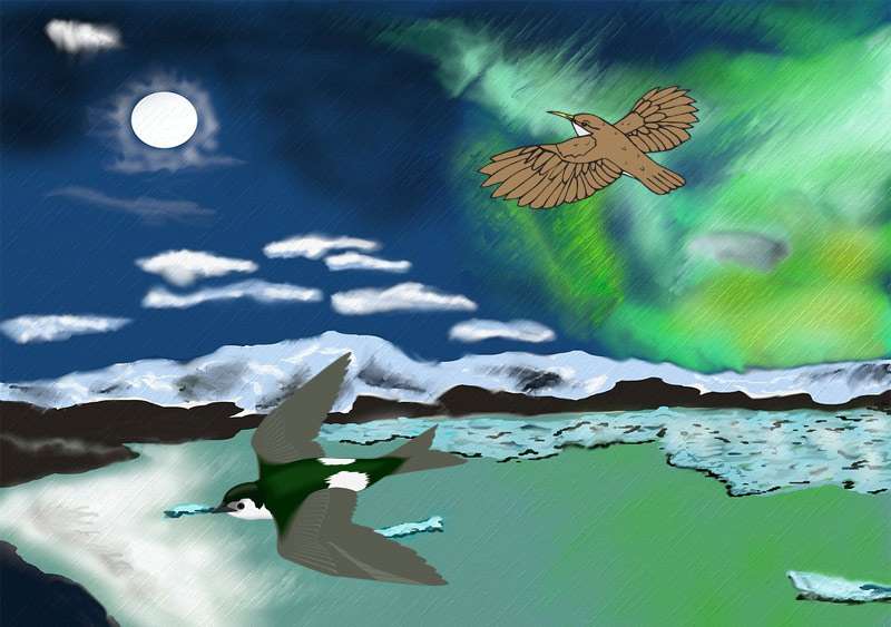 Птицы и северное сияние, рисунок картинка иллюстрация к сказке
