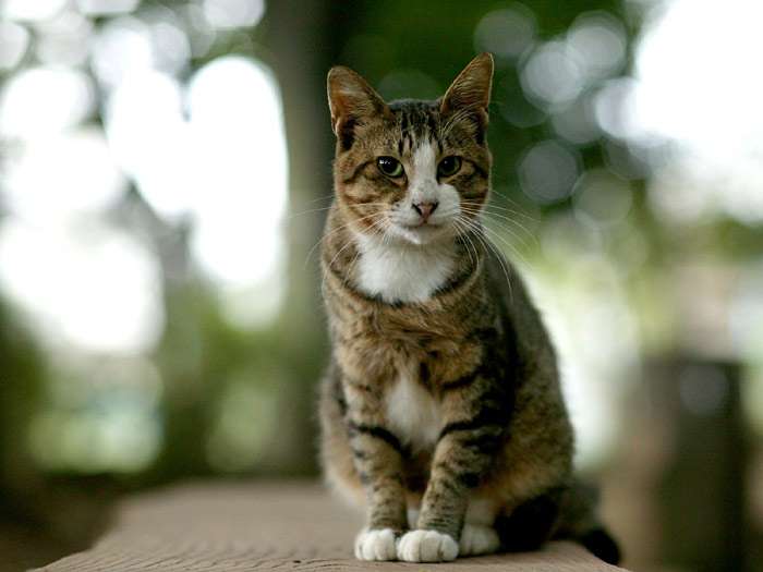 Беспородная кошка кот, фото фотография картинка