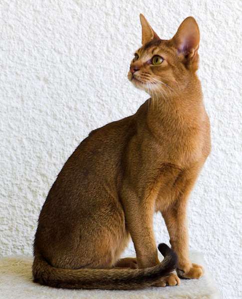 Абиссинская кошка кот, фото фотография картинка