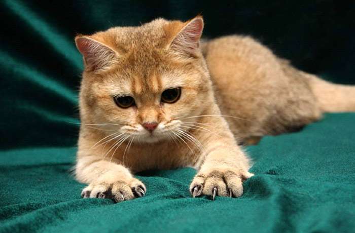 Британская короткошерстная кошка кот, фото фотография картинка