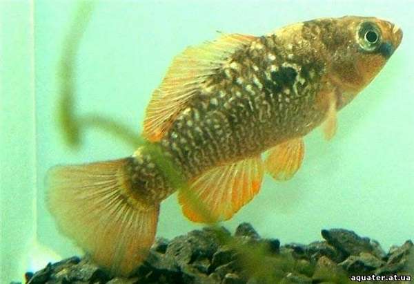 Гарманелла красочная (Garmanella pulchra), фото фотография аквариумные рыбы