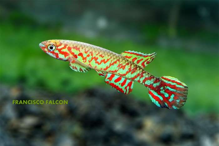 Афиосемион Гери, ролоффия Жери (Scriptaphyosemion geryi), фото фотография аквариумные рыбки