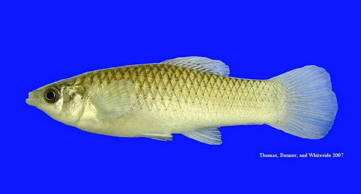 Амазонская моллинезия (Poecilia formosa), фото фотография аквариумные рыбы
