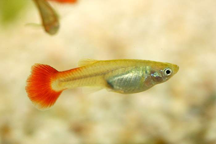 Гуппи (Poecilia reticulata), фото фотография рыбы живородки