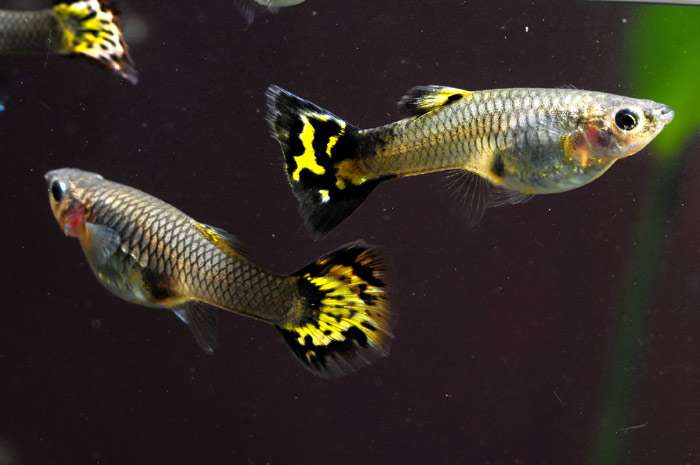 Самки гуппи, фото фотография рыбы