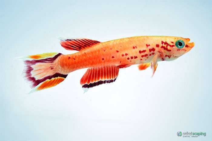 Южный афиосемион (Aphyosemion australe), фото фотография красочные аквариумные рыбки