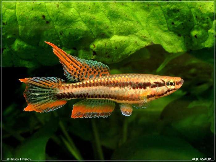 Двухполосый афиосемион (Aphyosemion bitaeniatum), фото фотография аквариумные рыбы