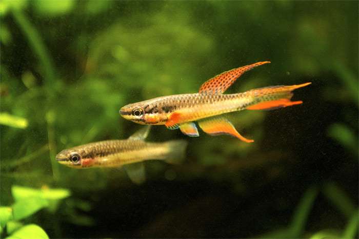 Двухполосый афиосемион (Aphyosemion bitaeniatum), фото фотография красочные рыбки