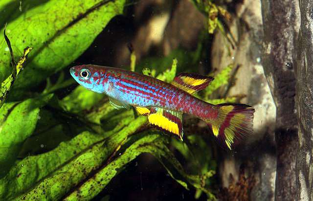 Полосатохвостый афиосемион (Aphyosemion caudofasciatum), фото фотография красивые рыбки