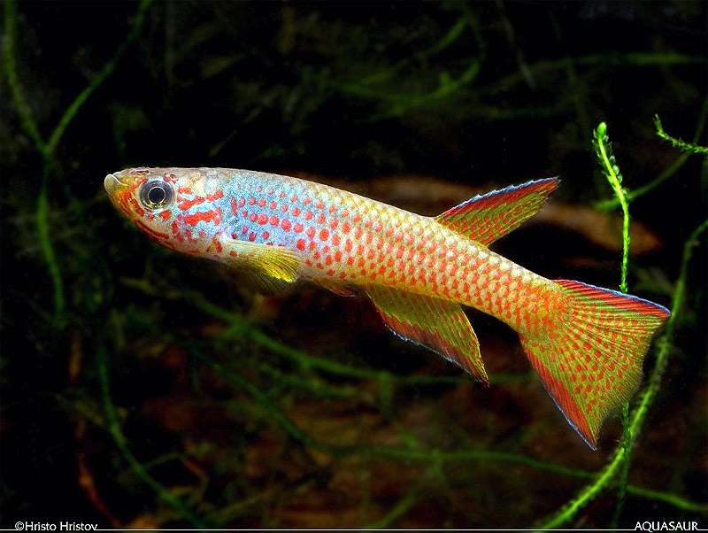 Красноточечный афиосемион, афиосемион когнатум (Aphyosemion cognatum), фото фотография аквариумные рыбки