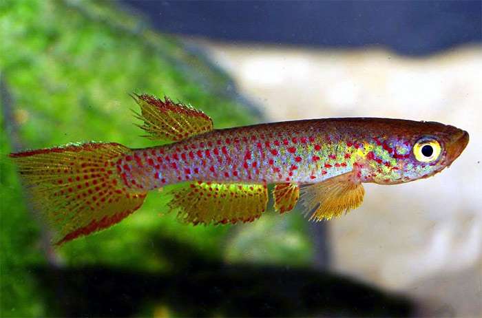 Красноточечный афиосемион когнатум (Aphyosemion cognatum), фото фотография красивые рыбы
