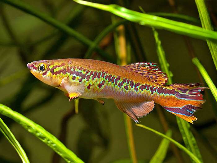 Афиосемион-дельта, дельта Килли (Fundulopanchax deltaensis), фото фотография аквариумные рыбы