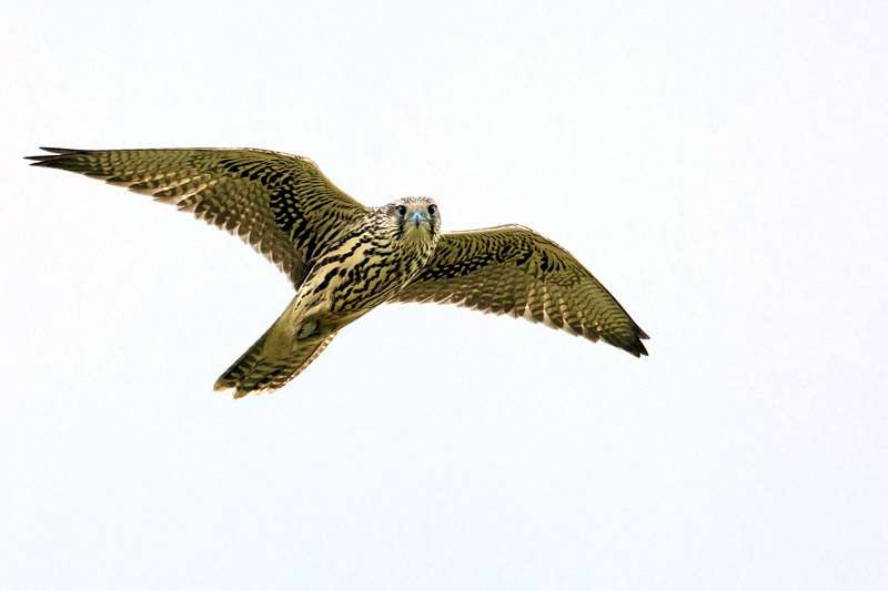 Сапсан (Falco peregrinus), фото фотография хищная птица
