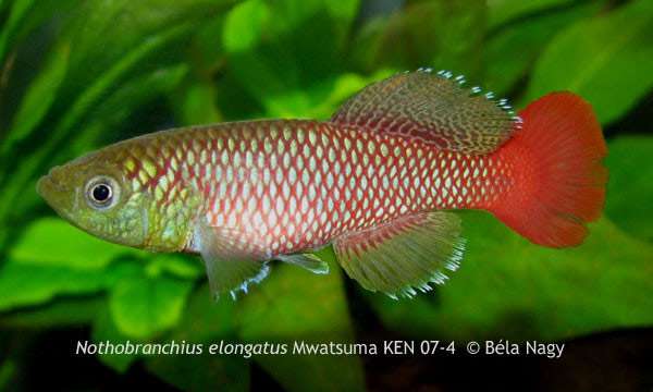 Стройный нотобранхиус (Nothobranchius elongatus), фото фотография красивые рыбки