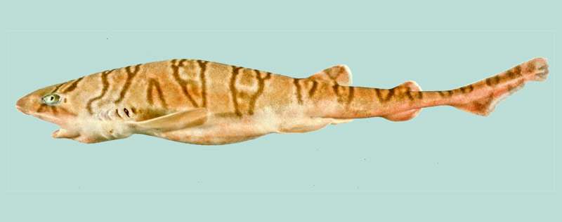Полосатая головастая акула (Cephaloscyllium fasciatum), фото рисунок рыбы
