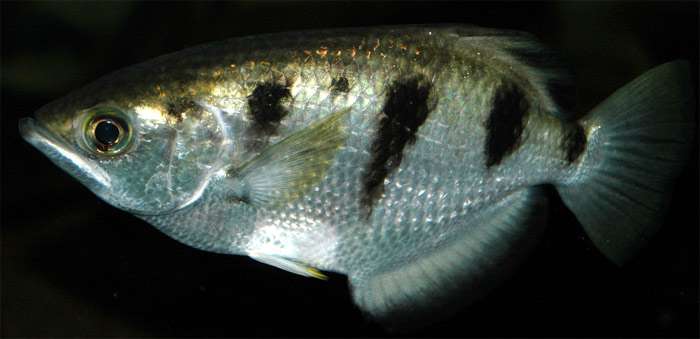 Рыба брызгун (Toxotes jaculatrix), фото фотография рыбки